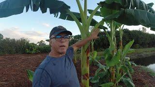 Trimming Banana Plant Rhizome Leaves to promote faster growth, Flower, Blossoms and Bananas