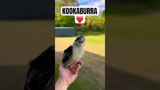 ️ KOOKABURRA LANDS ON HAND ️ #kookaburra #birds #australianbird