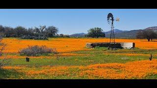 Namakwaland blomme kyk   Augustus 2024