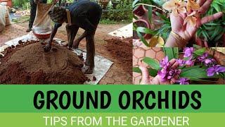 Tips to grow ground orchids (ep 77)