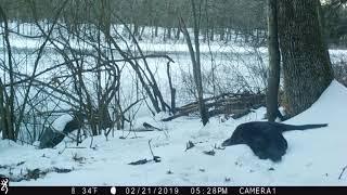 Stow Conservation Animal Cam March 2019