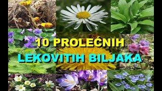 10 PROLEĆNIH LEKOVITIH BILJAKA