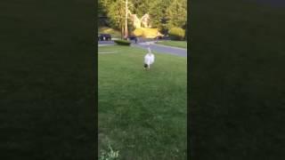 Gymnastics backflip in a tutu