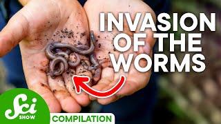 The Truth About Invasive Species | SciShow Compilation