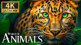 Majestic Animals Kingdom 4K  Discovery World of Wonderful Wildlife Movie with Soothing Piano Music