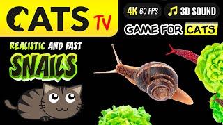 CATS TV - Fast Snails  & slugs 🪱 4K  BATTERY ECO   [4K]