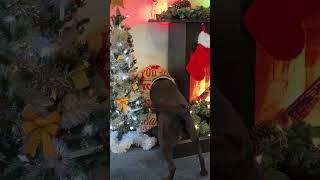 Explosive Detection Dog Billie joins in the Christmas cheer | New Zealand Defence Force