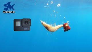 水深70mの海にGoProとエビを落としてみたら・・・ 【海老で鯛を釣る!?】 #1