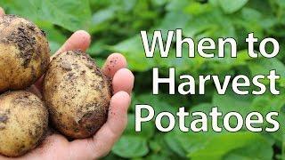 When to Harvest Potatoes - Simplest Method!