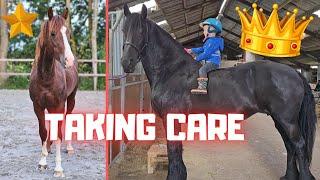 Taking care of the horses...⭐ | Friesian Horses