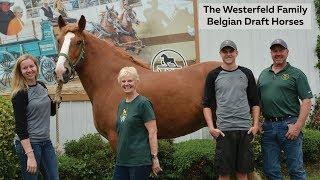 What is a Belgian draft horse?