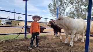 RANCHO LAS CALAVERAS.LOTES DE BECERRAS charol.y cimental y cemantales ala ventaaaaa