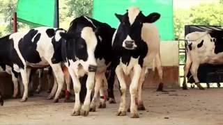 Welcome to Mukhi Dairy | Mukhi Dairy Farm | Banaskantha | Gujarat | Cow Farm