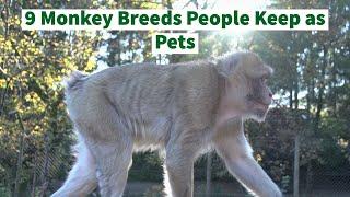 9 Monkey Breeds People Keep as Pets... But Is It a Good Idea?