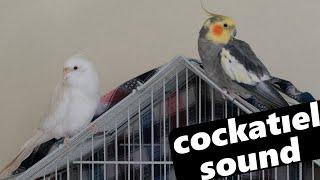 PIED AND ALBINO COCKATIEL SOUNDS ON THE CAGE