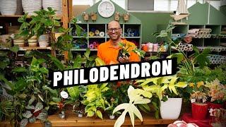 Philodendron: Come si Cura e Quante Varietà Esistono di Filodendro