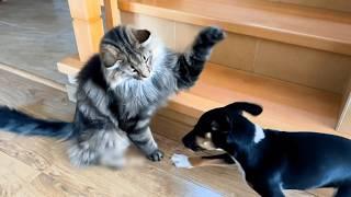 Cats VS. Dogs  | Hilarious Cat & Dog Video Compilation