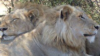 Lion males hunting warthog