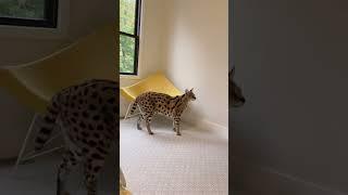 Chloe the Serval gets locked in a room ️