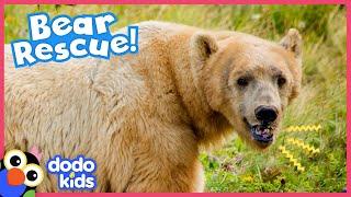 Circus Bear Now Lives Wild And Free | Animal Videos For Kids | Dodo Kids