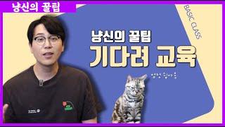 고양이 "기다려" 교육 실패한분들 ? 그럼 이 영상 보셔야죠!! feat.아인