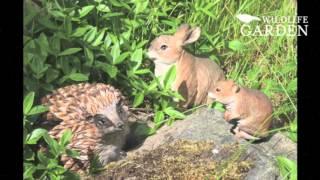 Vogelhäuser, Eichhörnchen-Futterbox und mehr von Wildlife Garden