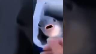 Fish Sucks Thumb, but it’s Remixed | meme #memes #remix