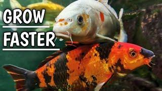 How to grow koi fish faster | Koi fish Growth | Koi fish .