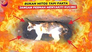 BUKAN MITOS !! HATI - HATI INI ALASAN SEBENARNYA MENGAPA KUCING HARUS DI KUBUR DALAM ISLAM ?