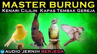 MASTER BURUNG BERJEDA kenari cililin katem gereja