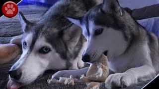 NORA THE HUSKY STEALS A BISCUIT!