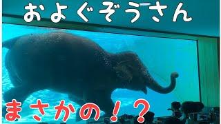 およぐぞうさん Swimming Elephant in Thailand