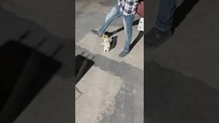 Little Dog Playing with Full Happiness
