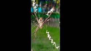 #Shorts Black and Yellow Garden Spider l Argiope Aurantia