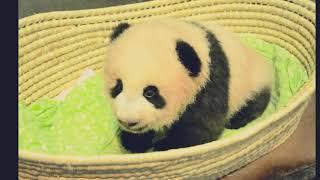 Baby Panda Pictures