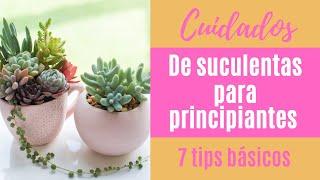 ‍ Cómo cuidar tus suculentas; 7 tips básicos PARA PRINCIPIANTES