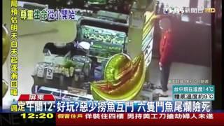 【TVBS】少年惡搞！撈鬥魚放一起　讓魚群互相攻擊