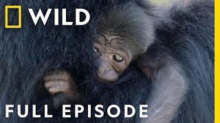 Unexpected Birth of a Siamang Gibbon at ZooTampa (Full Episode) | Secrets of the Zoo: Tampa