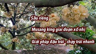 Đồng Tháp sầu riêng Musang king giai đoạn xổ nhị cần làm gì để đậu trái nhiều, chạy trái nhanh?