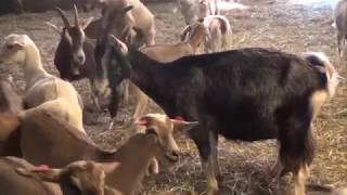 A goat farm in Estonia