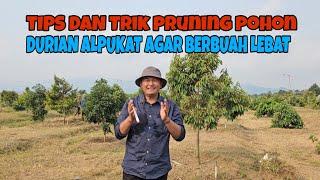 TIPS AND TRIK PRUNING POHON DURIAN DAN ALPUKAT AGAR BERBUAH LEBAT