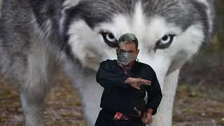 فنون گرگ و دستمال #iranian wolf techniques#دفاع شخصی حیوانات#درگیری با چاقو #درگیری خیابانی#