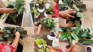 Plants healthy ಯಾಗಿ ಬೆಳೆಯಲು ಯಾವ tips follow ಮಾಡಬೇಕು ? Pre Mansoon Garden work ! ಮಳಗಾಲಕ್ಕೆ ತಯಾರಿ ।