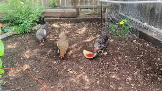 Why I'm (Finally) Using Mulch In My Chicken Run!