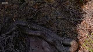 Smooth Snakes on Springwatch: Watch Out (2024)