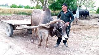 Pendu Mahole & Village Life In Desi Style On Hadi Mian Tv 2020