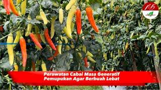 Perawatan Cabai Masa Generatif Pupuk Lebat Buah Spray Cabe