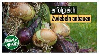 Successfully growing onions | Growing vegetables in the garden  @gartengemüsekiosk