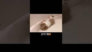 小可爱不想理我了，怎么挽回(||๐_๐) 萌宠搞笑嘉年华