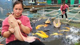 Harvesting Catfish On Lake - Build A Complete Shelter For Fish - Lý Thị Ca